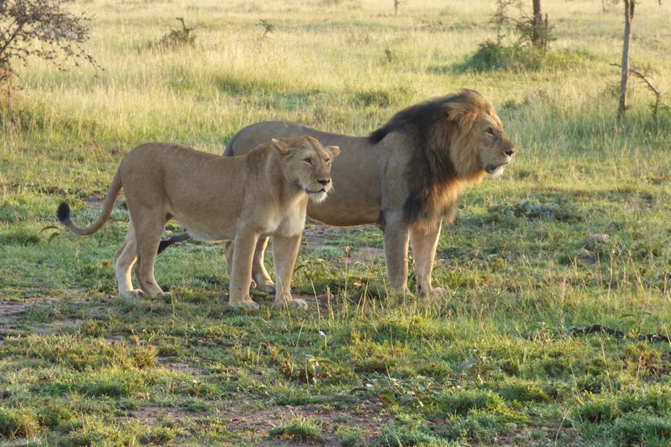 Lions in Ol Kinyei