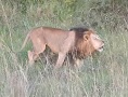 Lion Roaring in Nairobi National Park