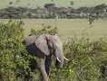 Big Elephant Herd in Ol Kinyei Conservancy