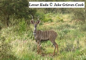 Lesser Kudu Selenkay JGC