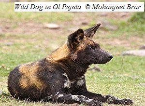 Wild Dog Ol Pejeta by MB