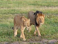 Paka Kubwa Special Offer Safari