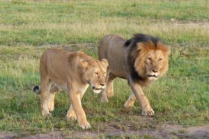 lions-in-ol-kinyei-conservancy-masai-mara-1