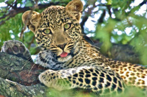 simba-safari-gallery-image-28-1422991544