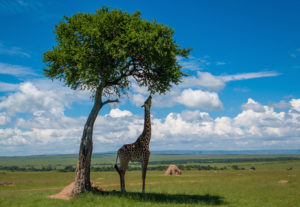 Eco-Friendly Safaris in Kenya: 5 Must-Haves for the 50+ Traveller