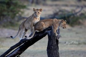 lion-cubs-by-joseph-lam