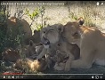Lions & Cubs of Olare Motorogi Conservancy