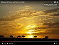 Wildebeest at Sunrise near Porini Lion Camp