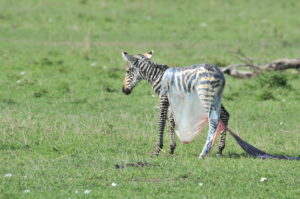 Baby zebra in the Olare Motorogi conservancy