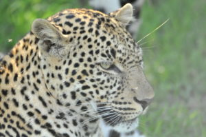 Close up of a leopard in the Olare Motorogi conservancy
