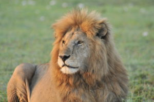Close up of a lion in the Olare Motorogi conservancy