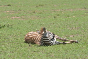 Zebra lying down in the Olare Motorogi conservancy
