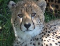 Kenya plus Tanzania Safari (Porini & Nimali featuring Central Serengeti Camp)