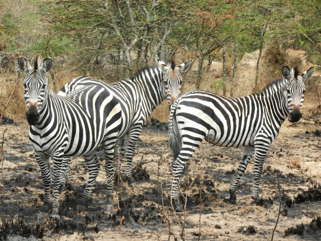 Other Animals in Kenya