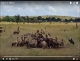 Hyenas vs Vultures