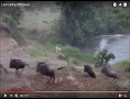 Lion Hunting Wildebeest