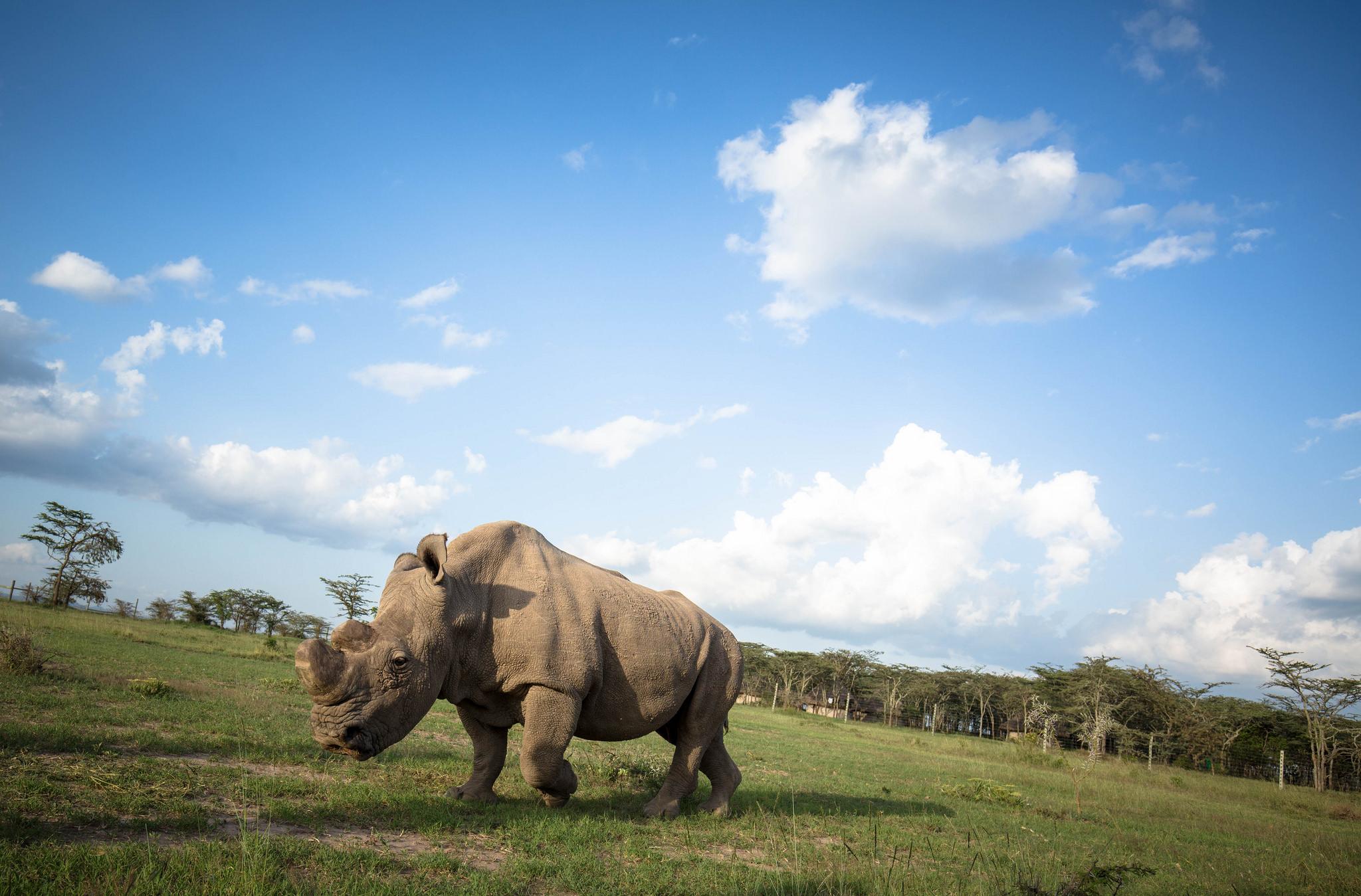 Protecting Endangered Animals with Gamewatchers Safaris