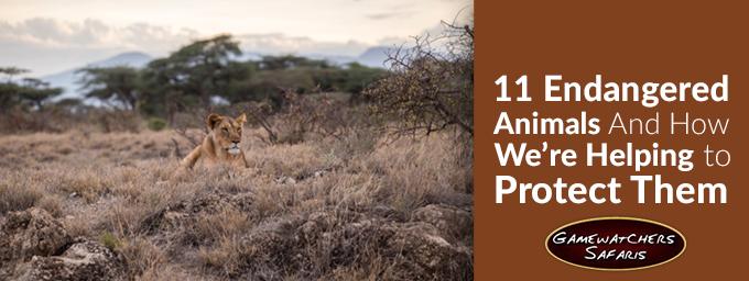 Protecting Endangered Animals with Gamewatchers Safaris