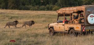 6 Essential Photography Tips for Your African Safari