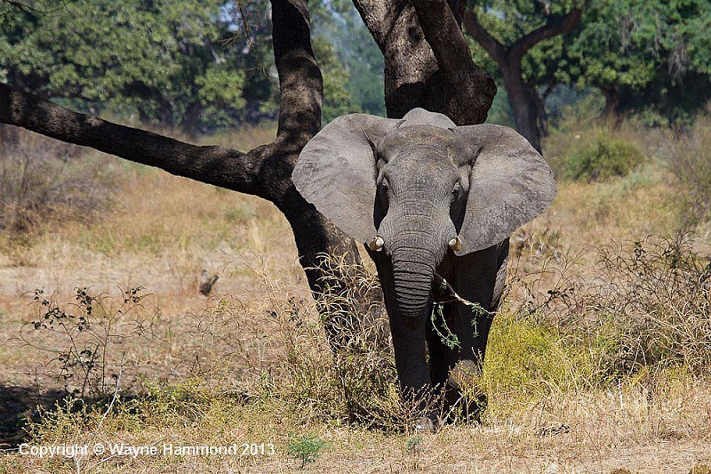 6 Essential Photography Tips for Your African Safari