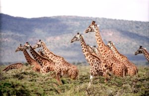 11 Essential Questions Before You Book an African Safari