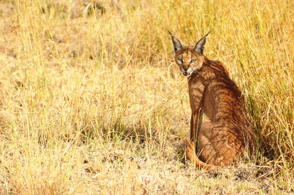 There’s More to See On Safari Than Just the Migration! Meet the Big Cats of Kenya