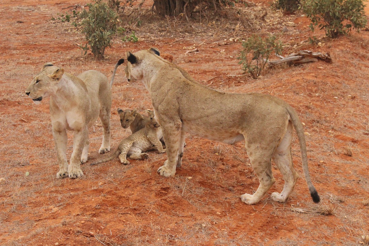 There’s More to See On Safari Than Just the Migration! Meet the Big Cats of Kenya
