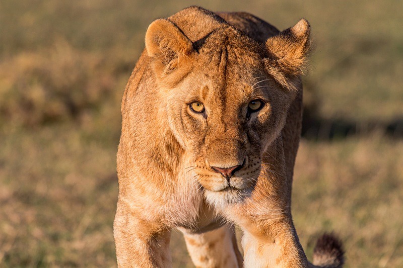 Gamewatchers Meet Africa's Big Cats on Safari in Kenya