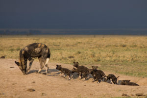 Wild dog and Puppies