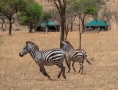 Northern Tanzania Highlights (Featuring Nimali Central Serengeti)