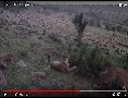 Leopard Taking Kill Up A Tree