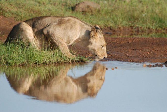 10 Animal Species Seein On African Safari | Porini