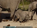 Baby Elephant in Ol Kinyei Conservancy