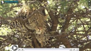 Porini Safari Camps Video with Leopard