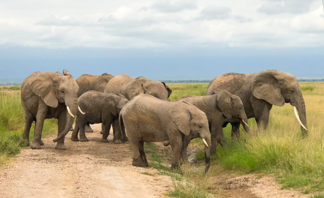 13 reasons to book your Kenya safari with Gamewatchers Safaris and Porini Camps