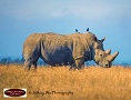 Rhino Watching & Big Cats Safari