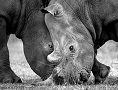 7 Day Rhinos & Big Cats Photographic Safari
