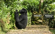 3 Day Mountain Gorilla Tracking in Bwindi