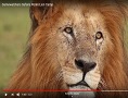 Gamewatchers Safaris Porini Lion Camp
