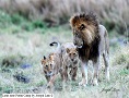 The Lion King Safari