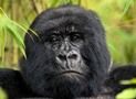 3 Days Mountain Gorillas of Bwindi