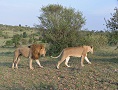 Lions in Ol Kinyei & Naboisho Conservancies
