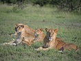Lions in Olare Motorogi Conservancy