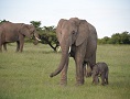 Porini Kenya Private Flying Safari