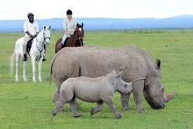 Ride with Rhinos in Ol Pejeta