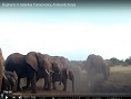 Elephants in Selenkay Conservancy