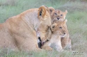 Lion Enjoying in Mara