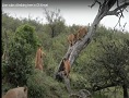 Lion cubs climbing tree in Ol Kinyei Conservancy
