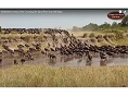 Wildebeest Herds Crossing the Sand River into the Mara