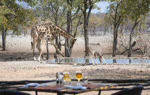 Ongava Tented Camp - Water hole